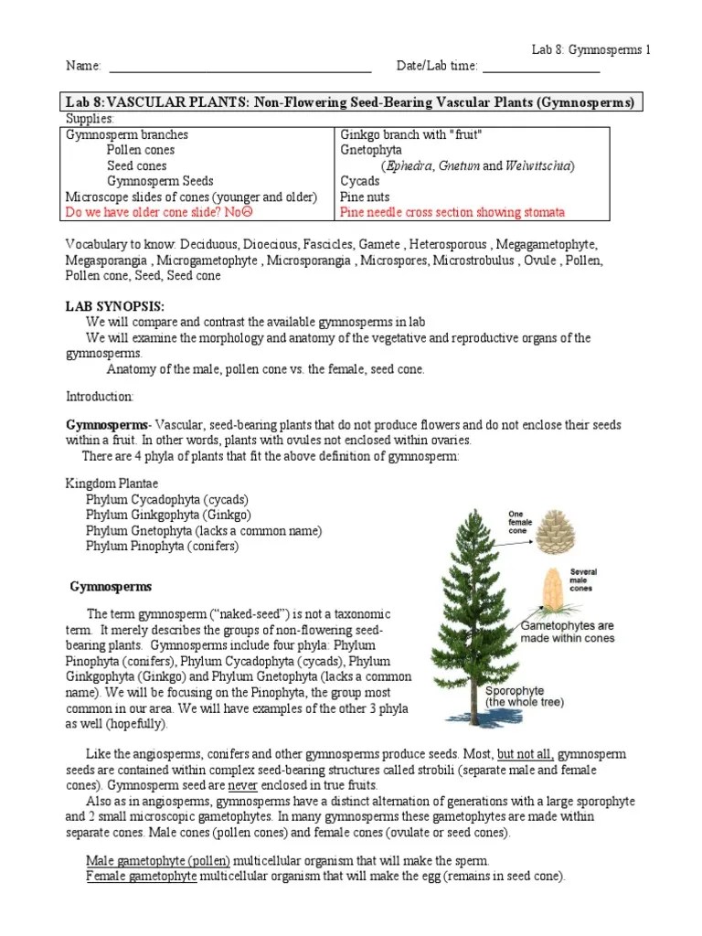 Lab 8VASCULAR PLANTS NonFlowering SeedBearing Vascular Plants