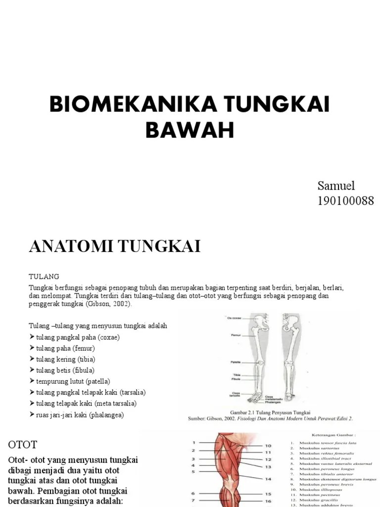 Biomekanika Tungkai Bawah | PDF