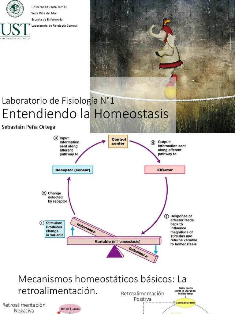 01 Lab Homeostasis PDF Realimentación Homeostasis