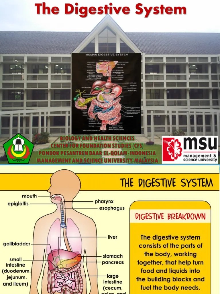 The 4 Stages of Food Processing in the Digestive System PDF