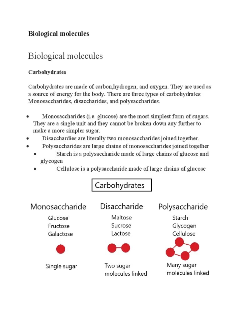 IGCSE Biology Chapter 4 Biological Molecules PDF Carbohydrates