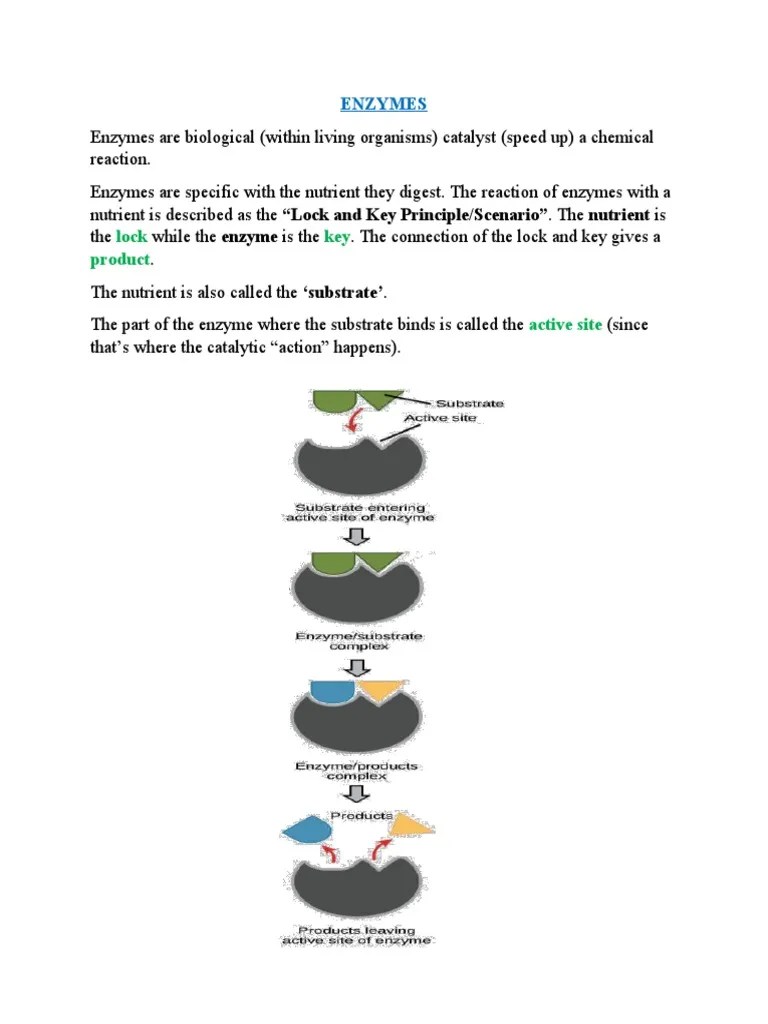 ENZYMES (Updated Notes) PDF Enzyme Active Site
