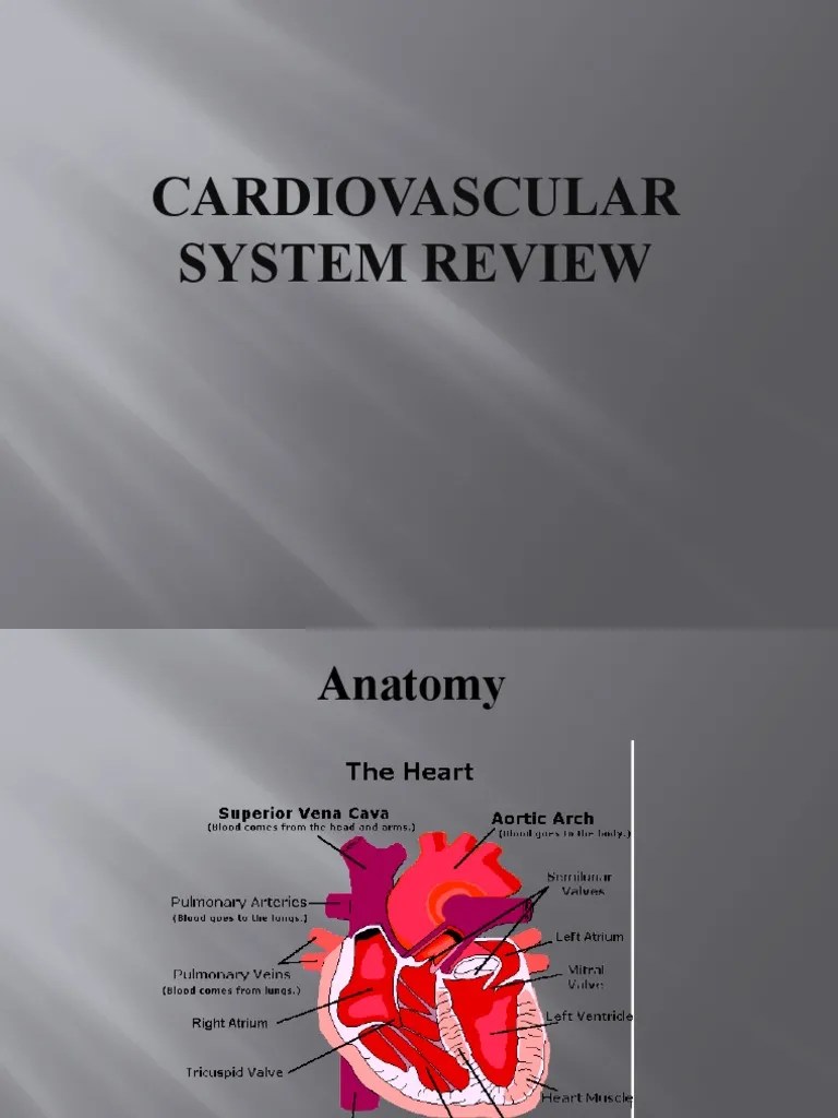 Cardiovascular system review