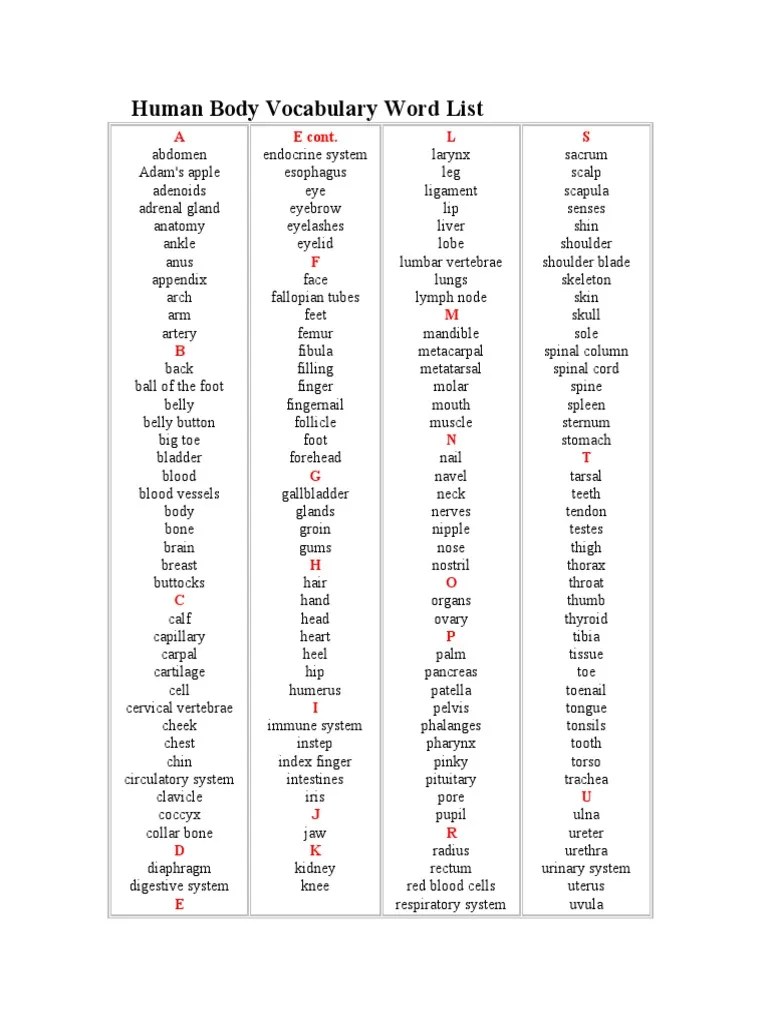 Human Body Vocabulary Word List | PDF | Human Body | Abdomen