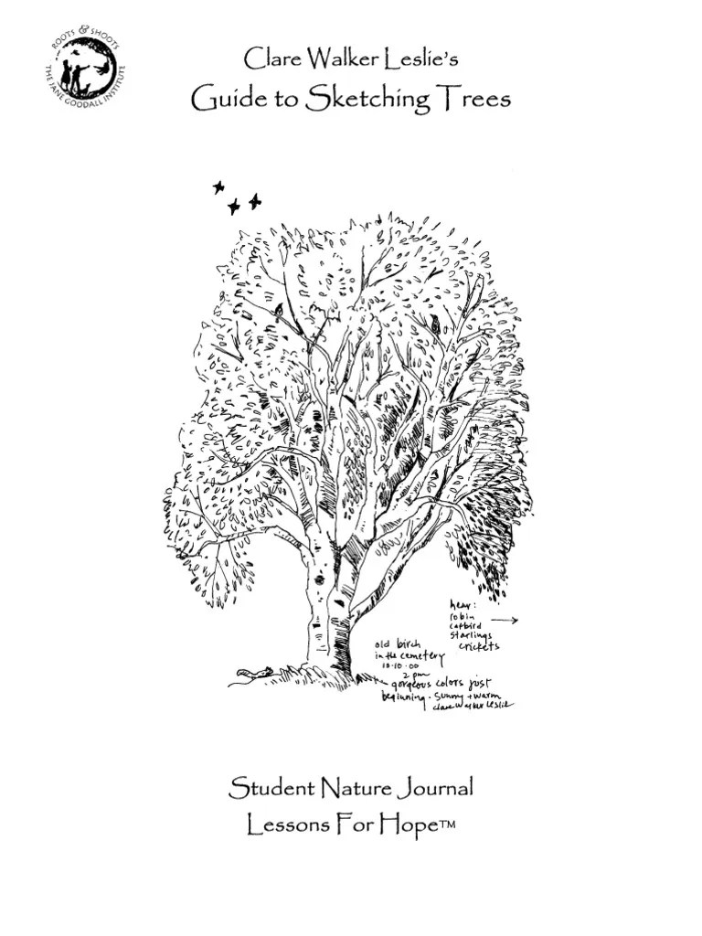 Guide To Tree Sketching PDF Trees Leaf