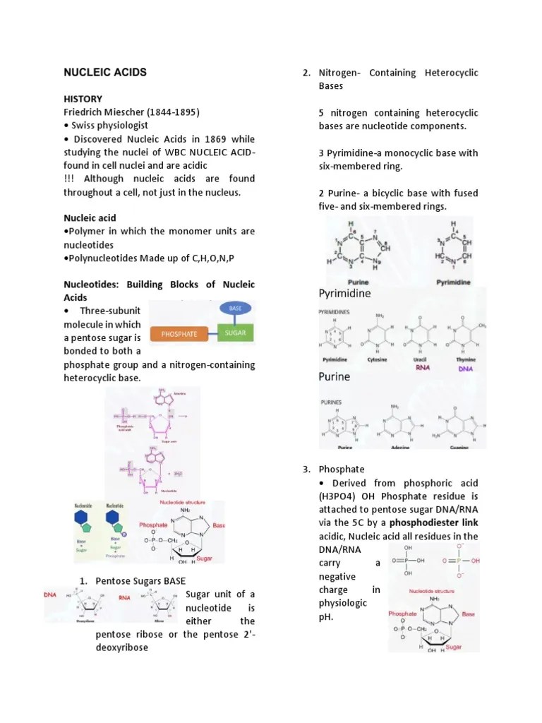 The Structure and Functions of Nucleic Acids A Comprehensive Review of