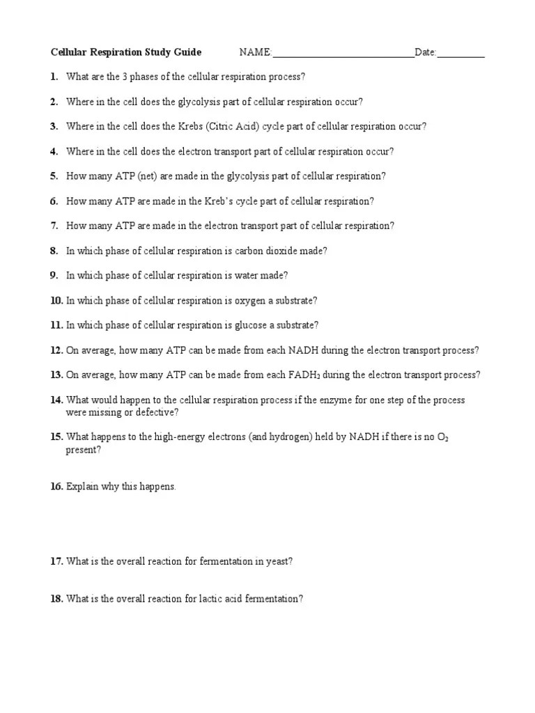 Cell Respiration Worksheet PDF Cellular Respiration Adenosine Triphosphate