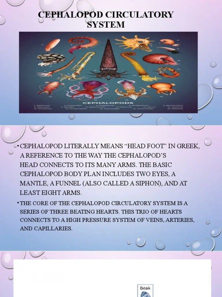 Cephalopods Circulatory System PDF Heart Blood