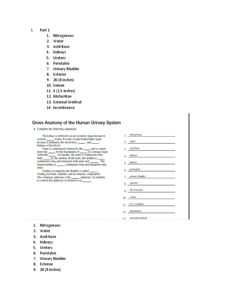 Answer Keys Urinary System PDF