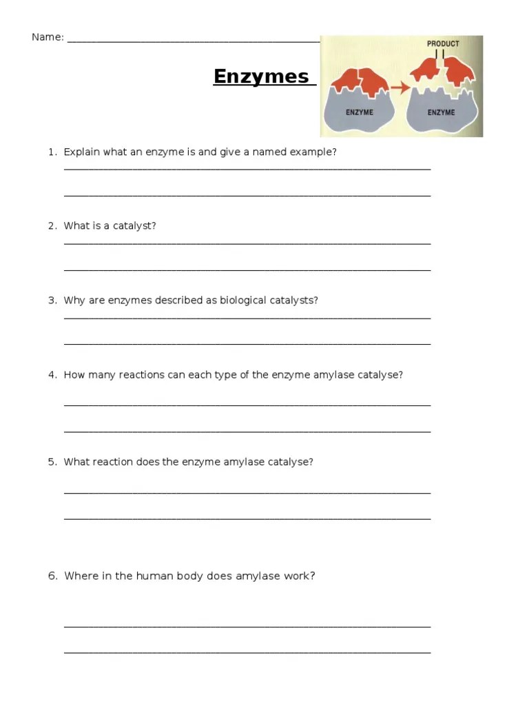 Enzyme Worksheet | Active Site | Enzyme