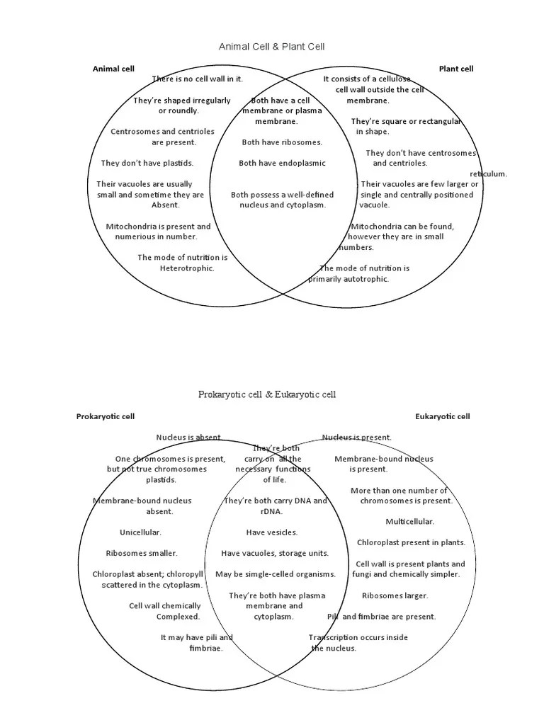 Plant And Animal Cell Venn Diagram