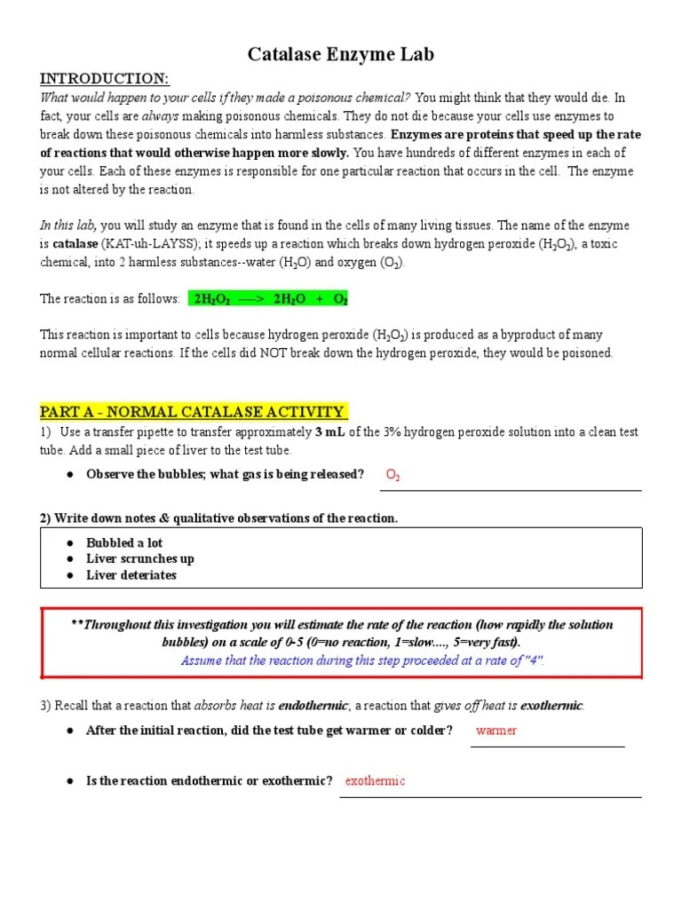 Catalase Enzyme Lab | PDF | Catalase | Enzyme