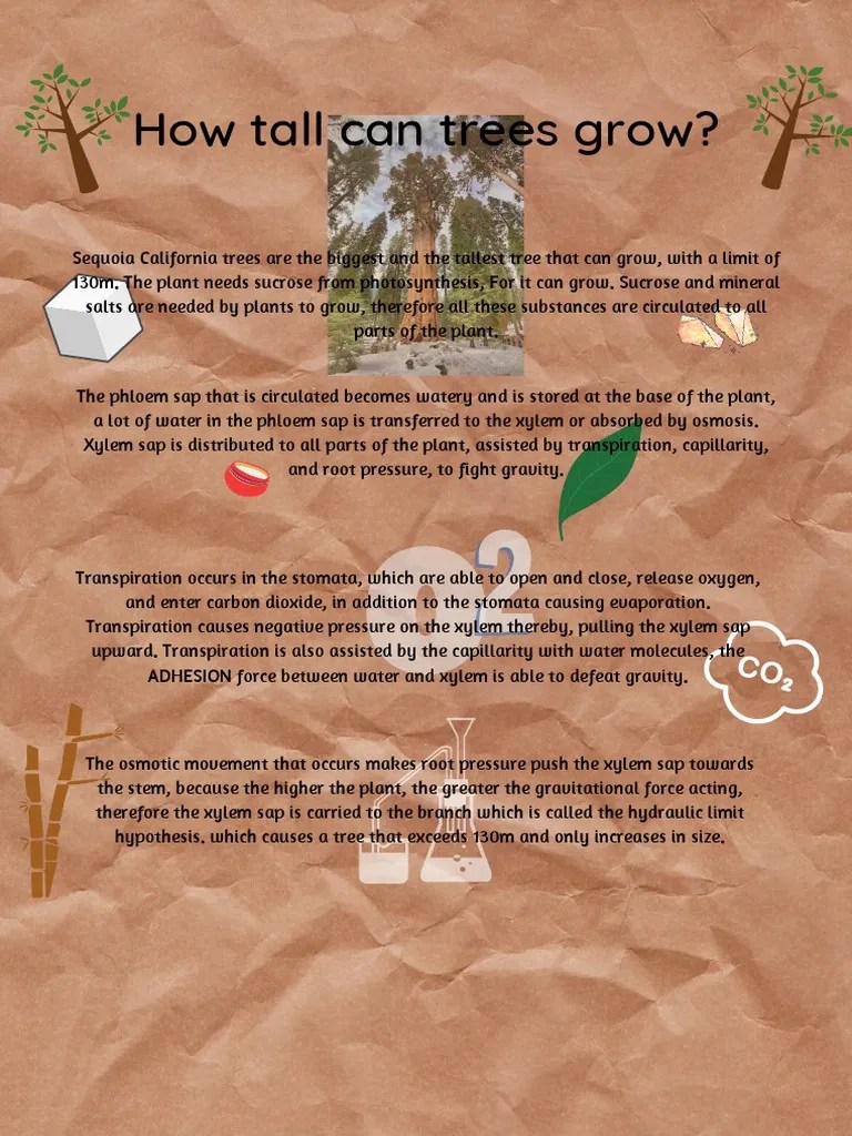 How Tall Can Trees Grow PDF