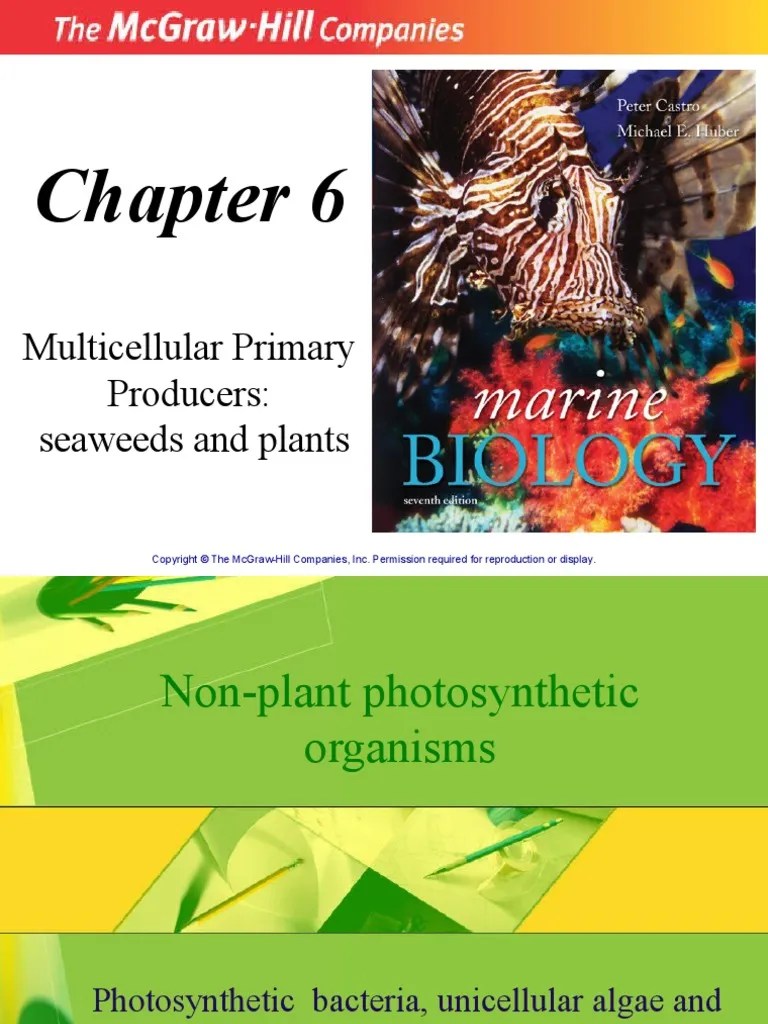 Multicellular Primary Producers Seaweeds and Plants PDF Algae Plants