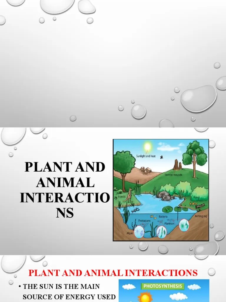 Plant and Animal Interactions PDF Food  Plants
