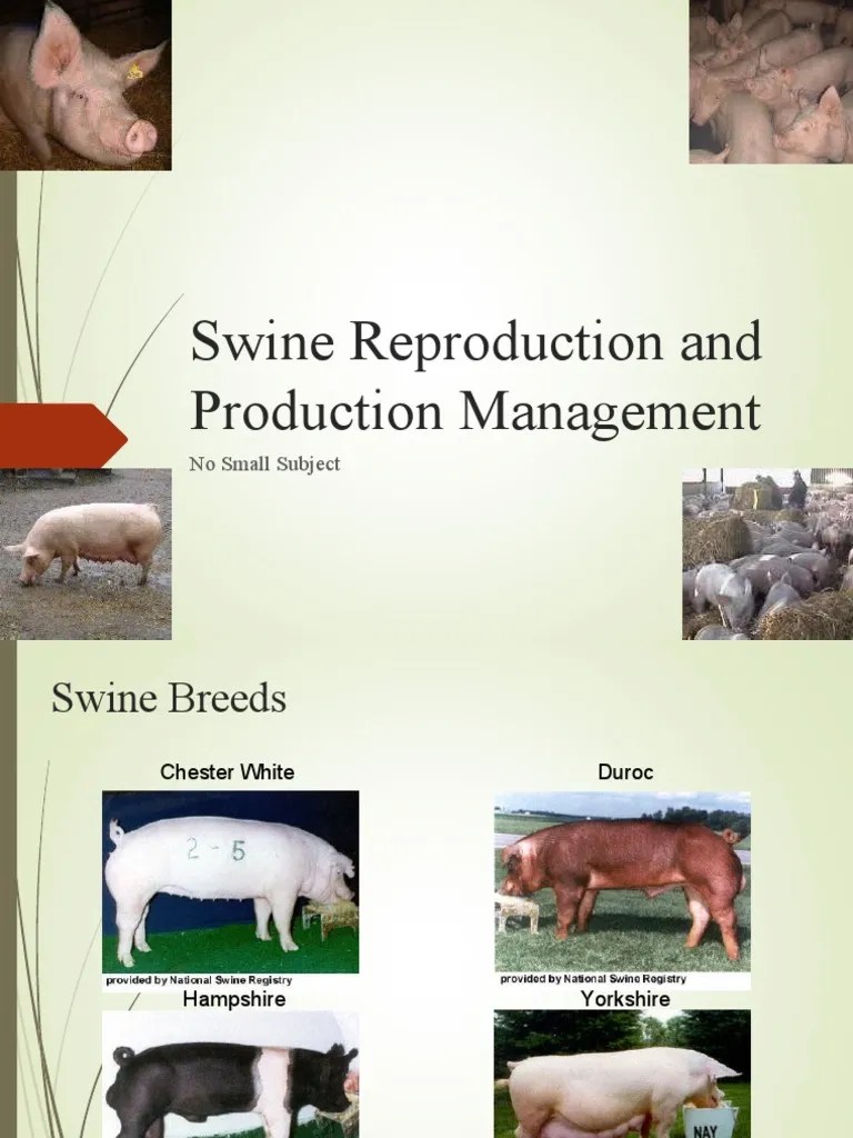 Swine Reproduction and Production Management No Small Subject PDF
