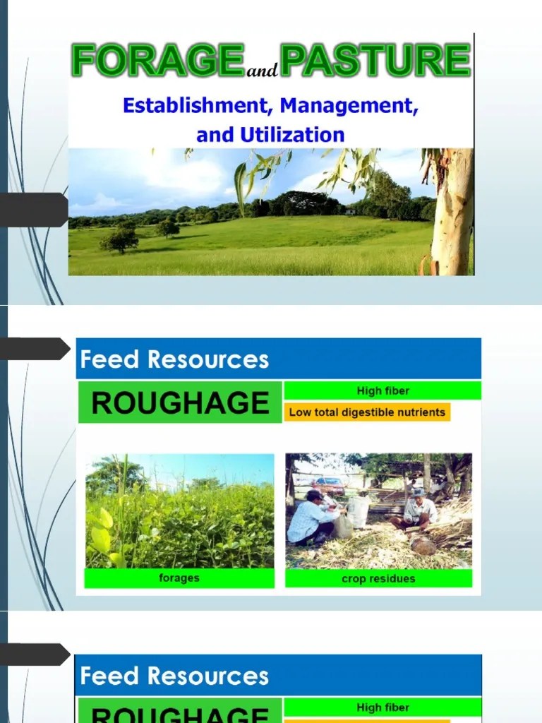 Feeding Management Systems for Ruminant Livestock Grazing, Cut and