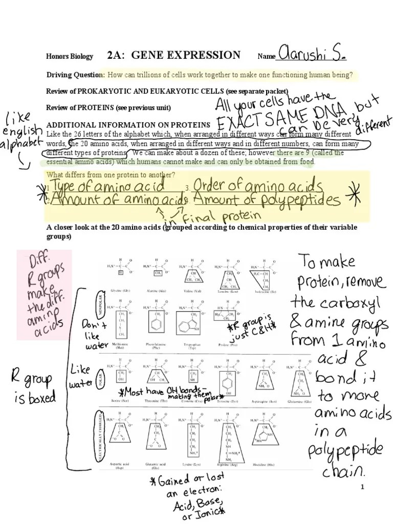 2A Gene Expression Driving Question How Can Trillions of Cells Work