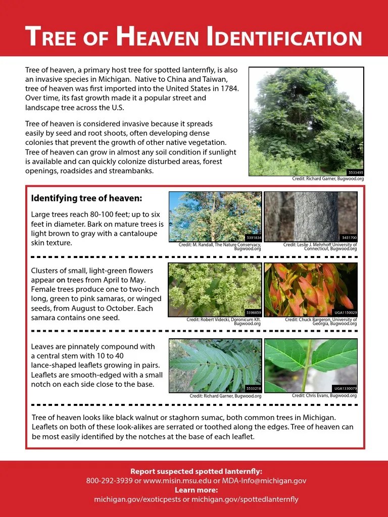 Tree of Heaven Identification PDF Trees Ecology