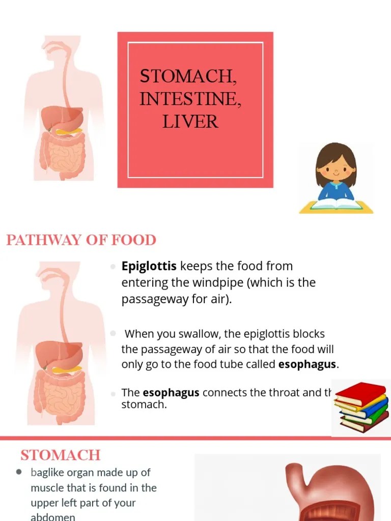 g4 Stomach, Intestine, Liver PDF Stomach Gastrointestinal Tract