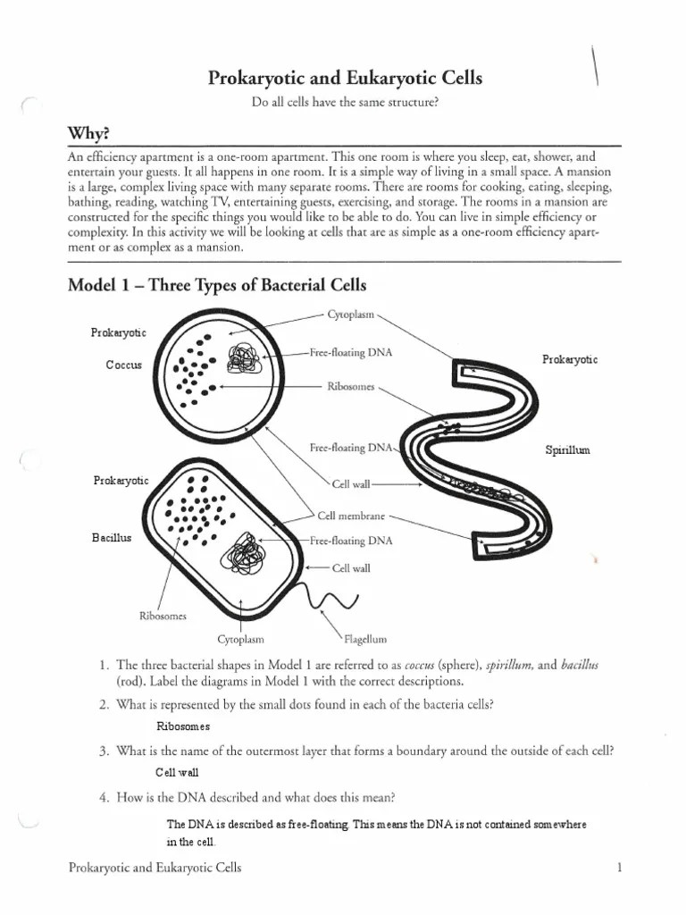 Honors Bio POGIL Prokaryotic and Eukaryotic Cells | PDF | Cell (Biology