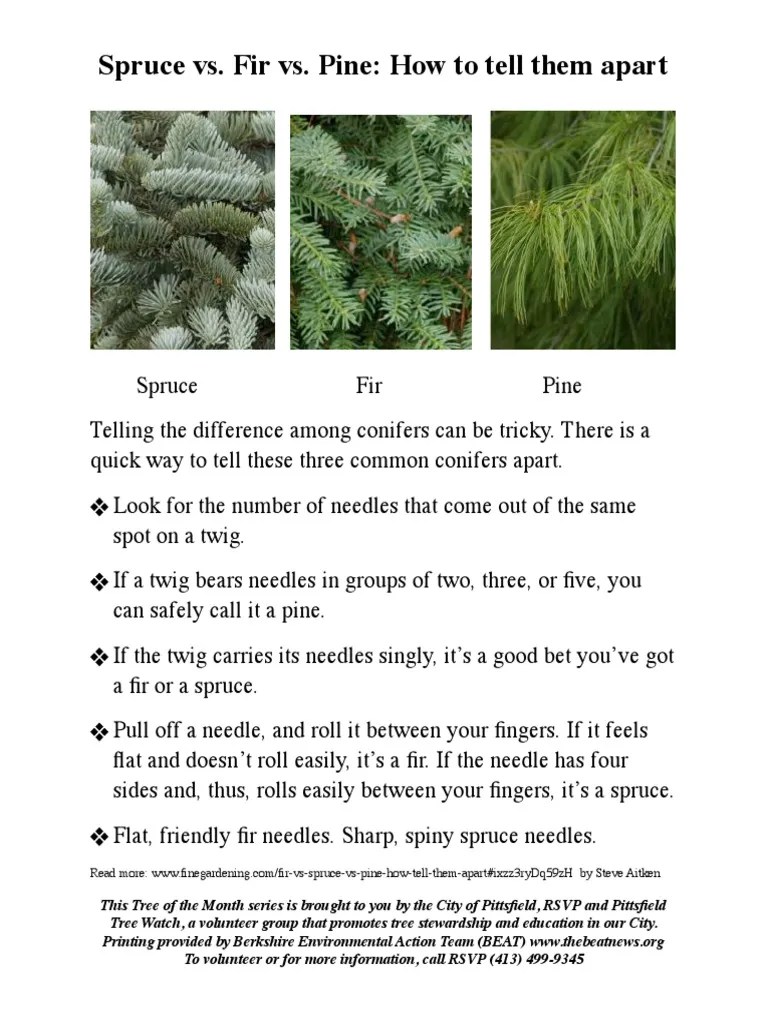 Fir vs. Spruce vs. Pine PDF