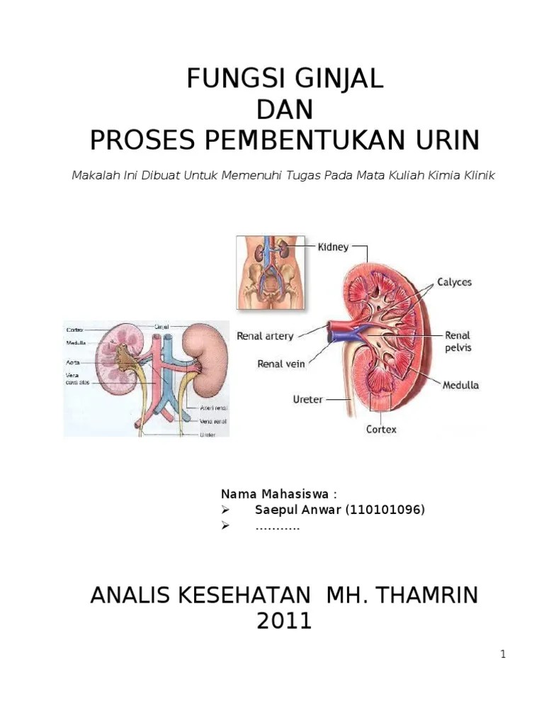 Fungsi Ginjal & Proses Pembentukan Urin