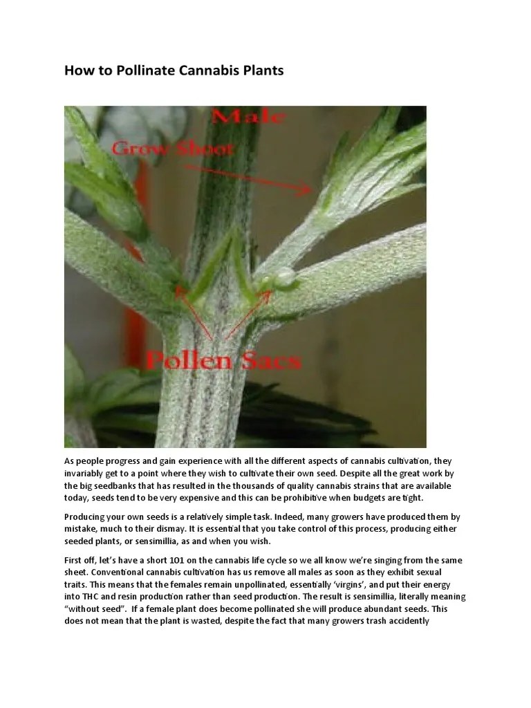 How To Pollinate Cannabis Plants PDF Flowers Cannabis