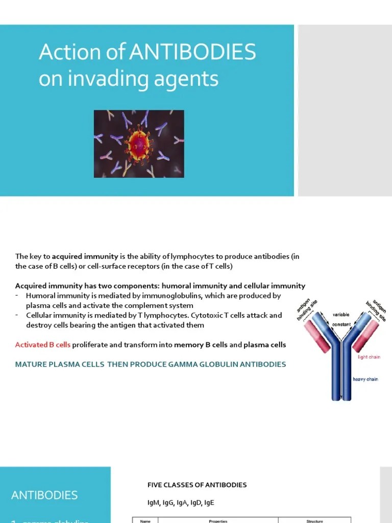 Action of ANTIBODIES On Invading Agents PDF Antibody Complement