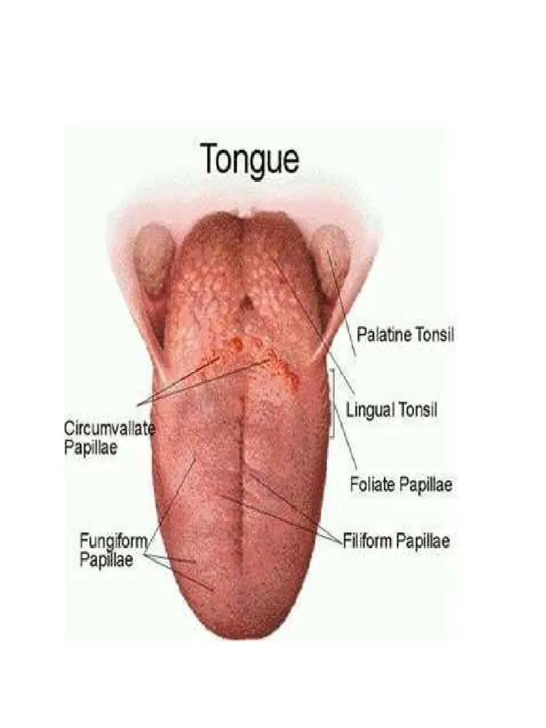 Parts of the Tongue and Their Function