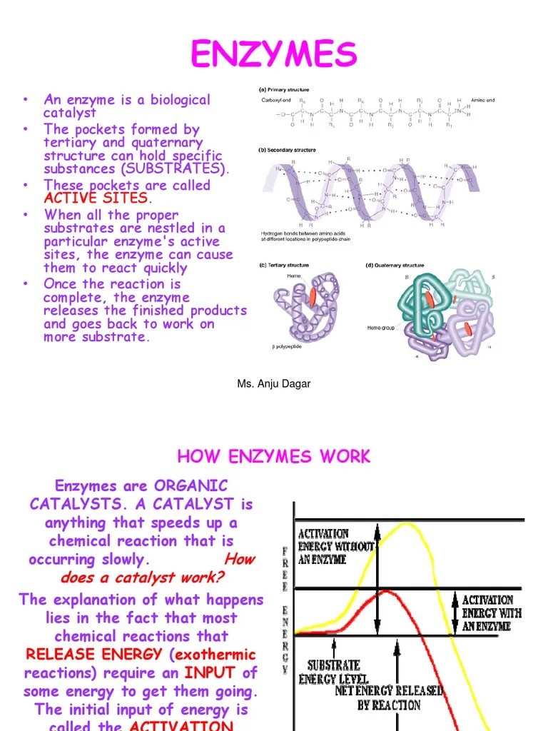 Enzymes Active Site Substrate (Chemistry)