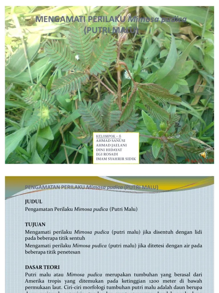 Pengamatan Perilaku Mimosa Pudica (Putri Malu) | PDF