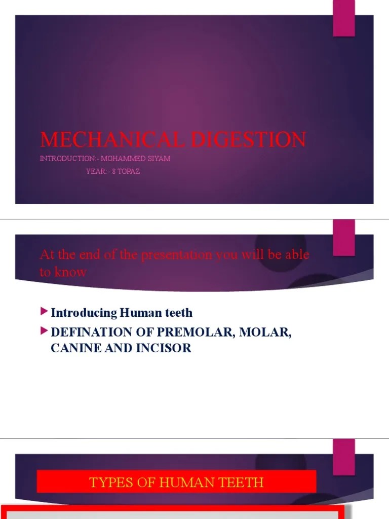 Mechanical Digestion PDF