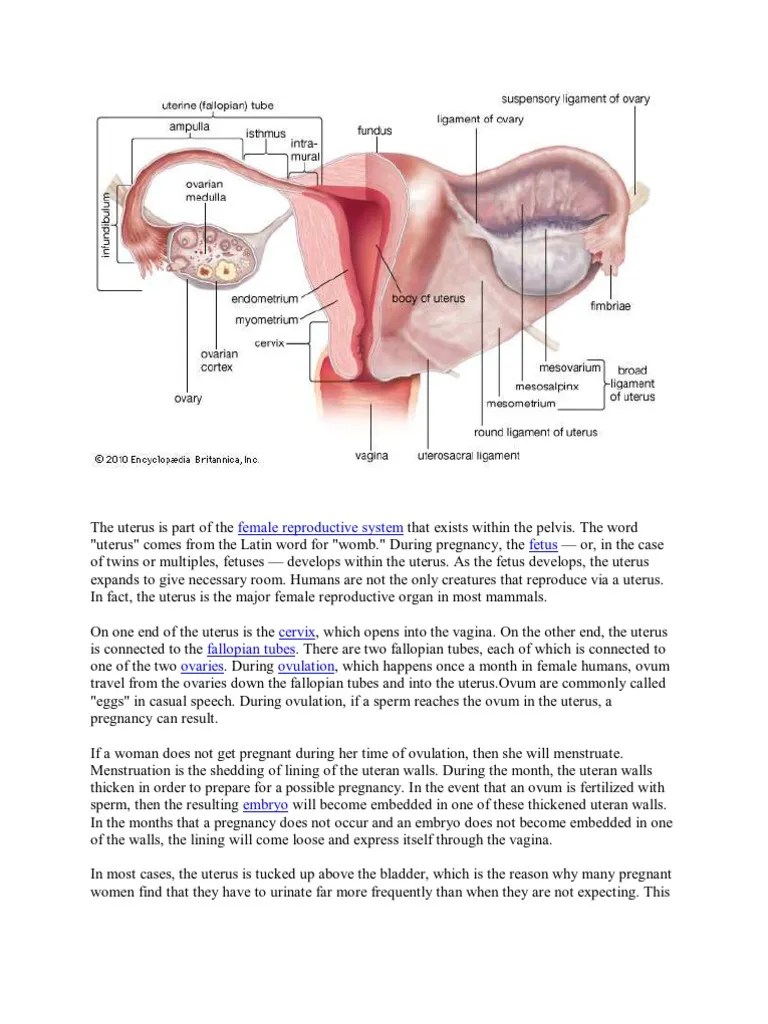Uterus Anatomy Uterus Women's Health