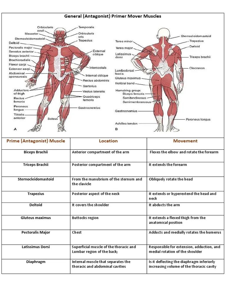 Prime Movers PDF Human Leg Anatomical Terms Of Motion
