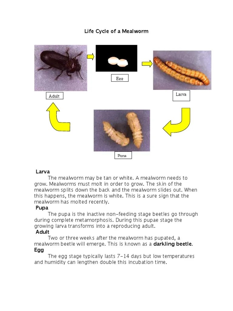 Life_Cycle_of_a_Mealworm PDF Insects