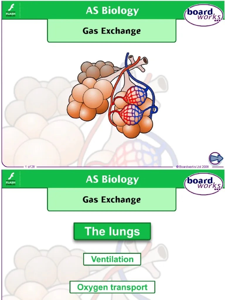 Gas Exchange Cystic Fibrosis & Screening PDF Lung Breathing