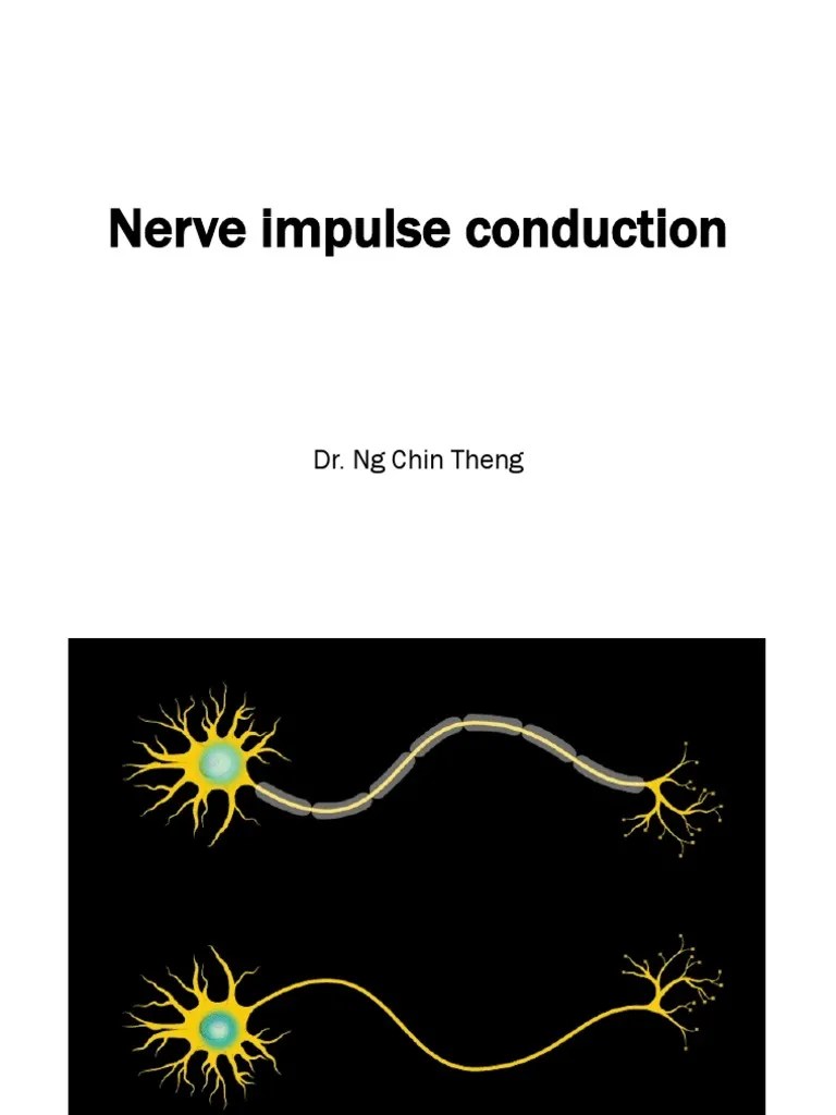 L20 Nerve Impulse Conduction PDF Action Potential Axon