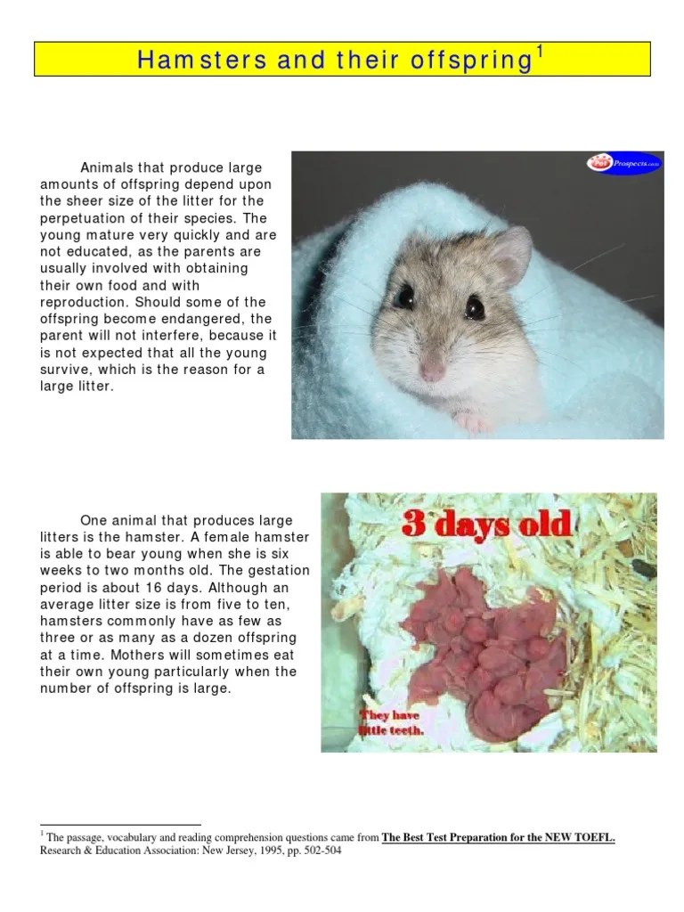 Hamsters and Their Offspring PDF Reproduction Ethology
