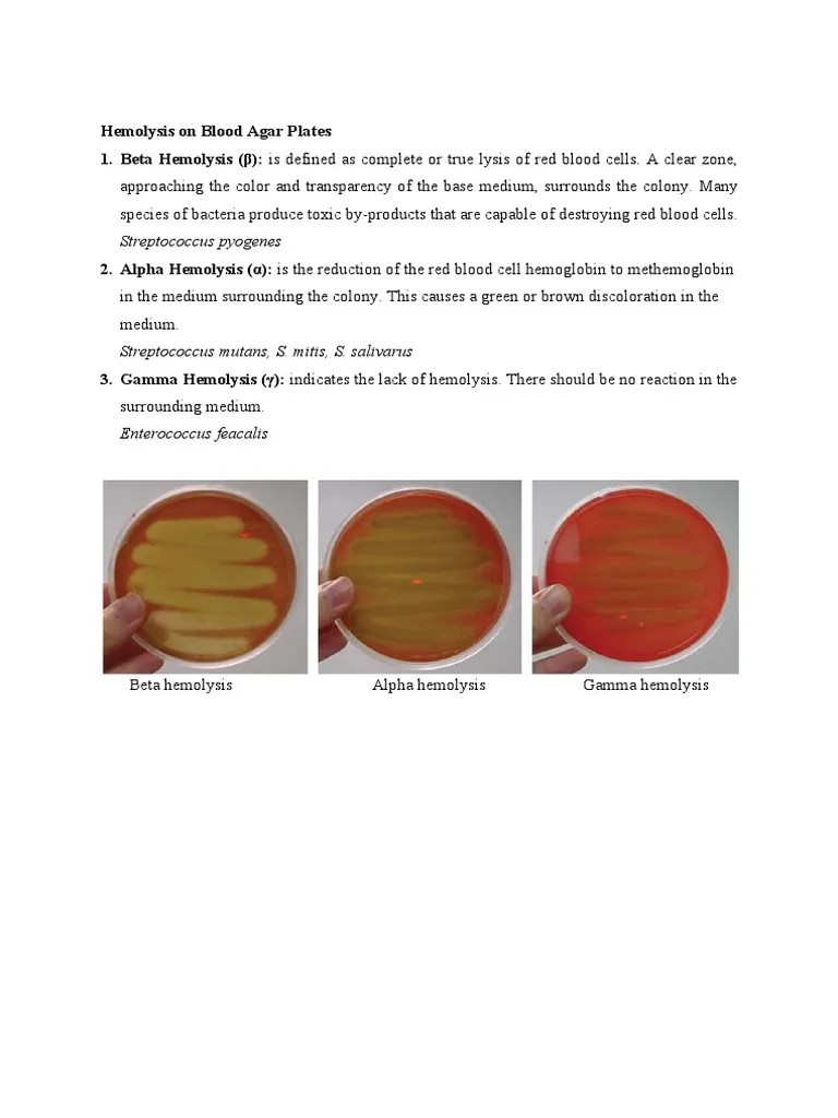 Hemolysis On Blood Agar Plates PDF