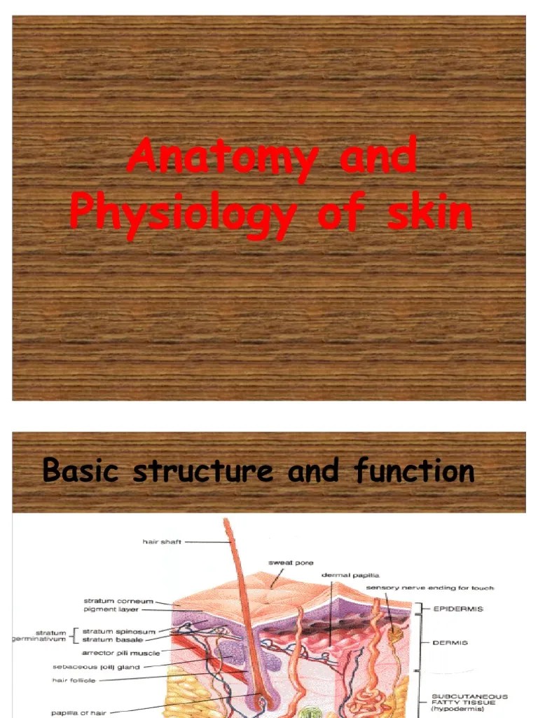 Anatomy&Physiology of Skin Skin Epidermis