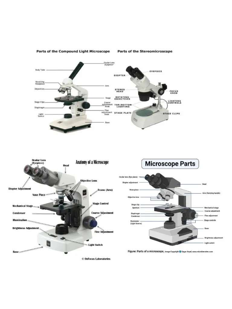 Structural Parts of The Microscope (Biology) PDF Microscope