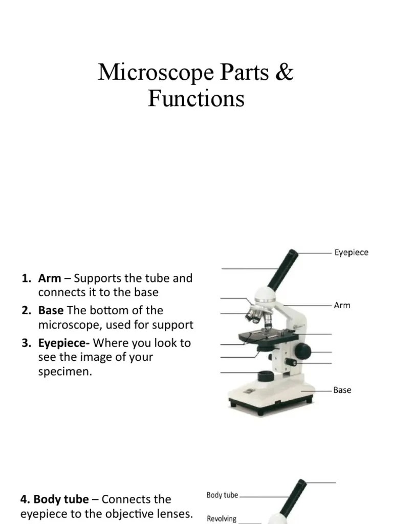 Microscope Parts Functions PDF