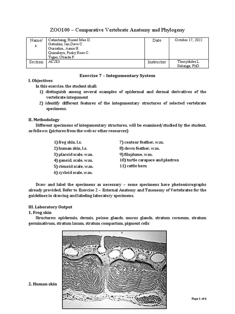 Exercise 7 Integumentary System PDF Integumentary System Skin