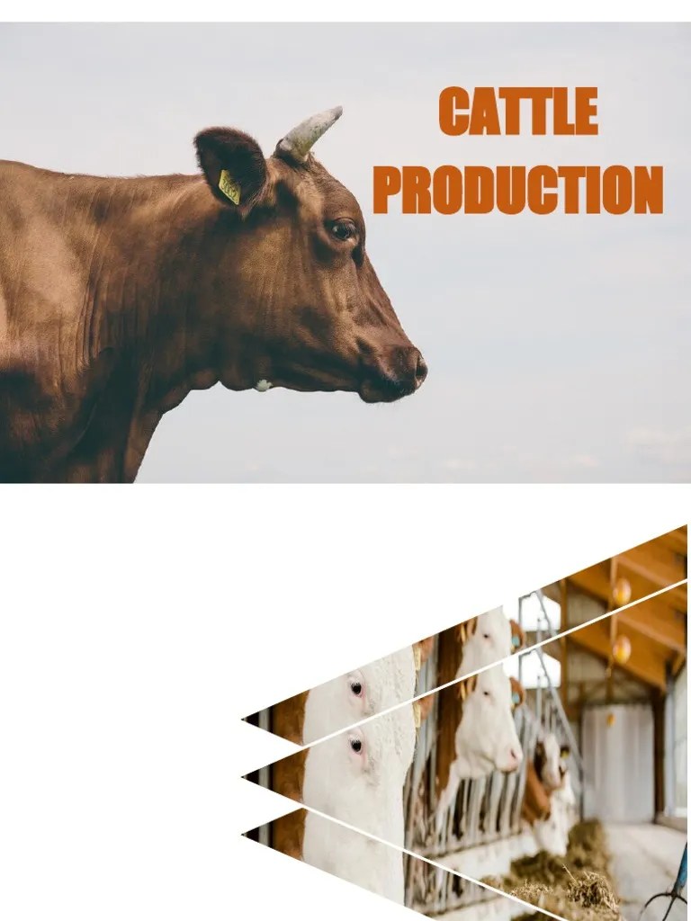 An InDepth Look at Cattle Production Terminologies and Systems PDF