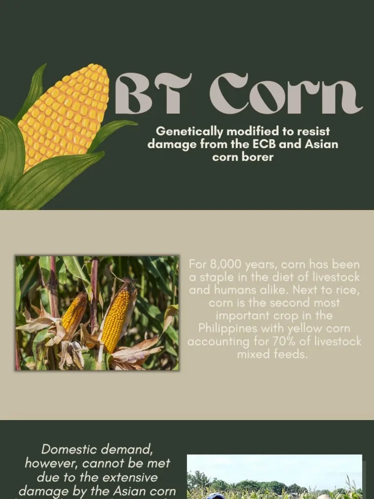 GMO BT Corn PDF Maize Modified Organism