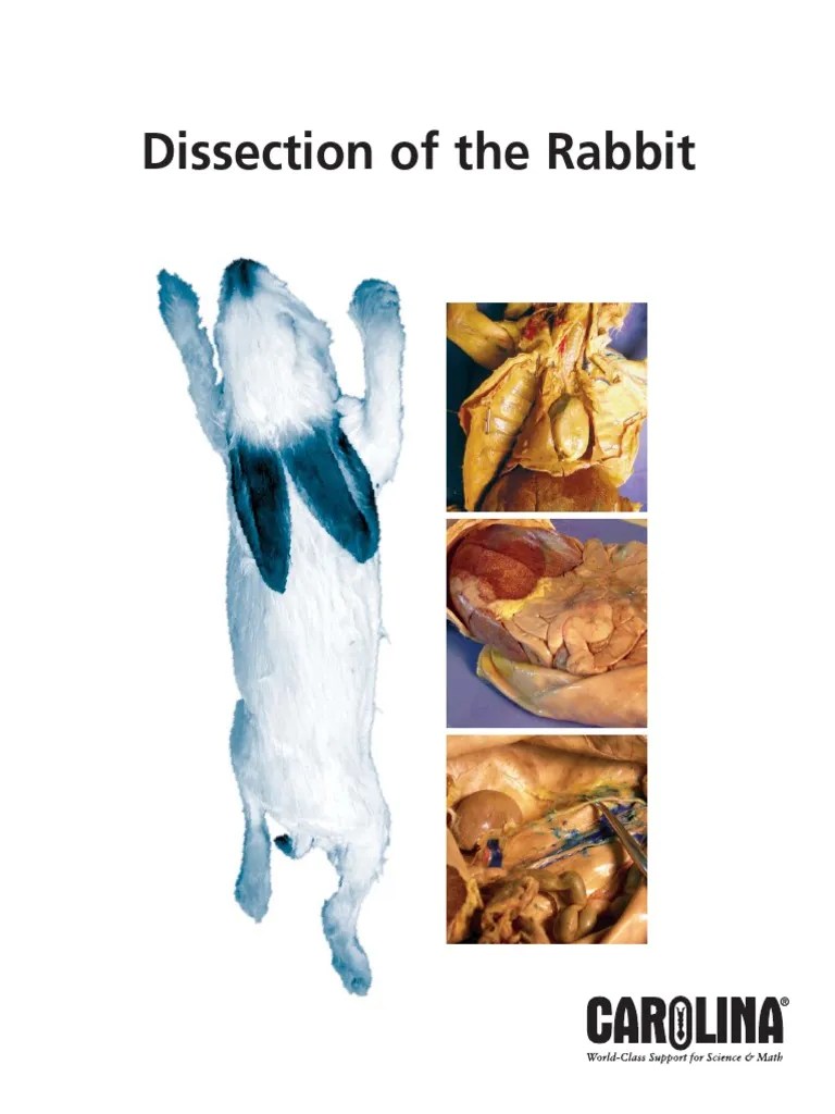 Carolina Rabbit Dissection Guide.pdf PDF Heart Lung