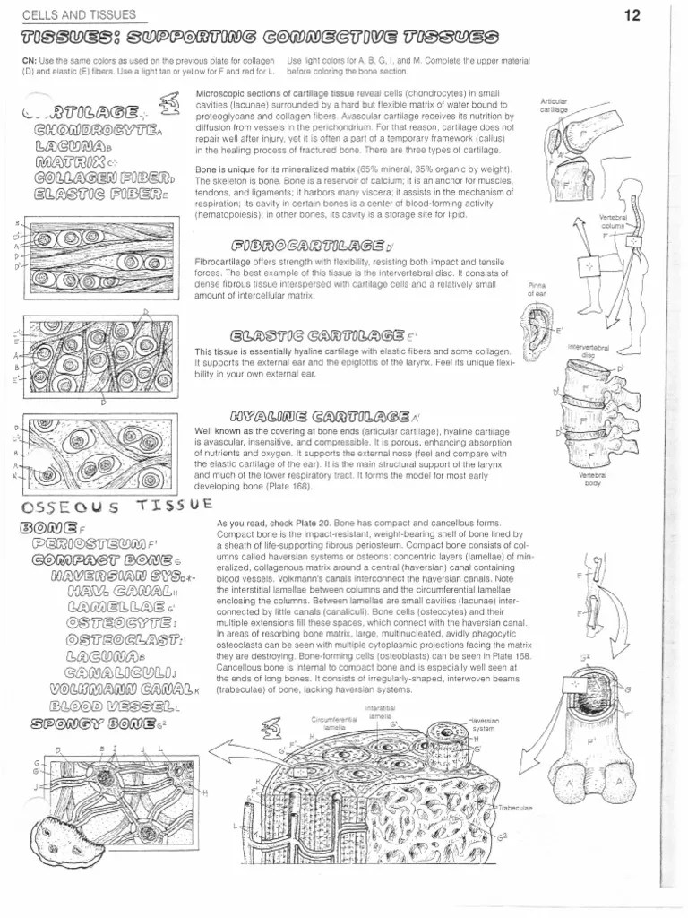 Connective_Tissue_Worksheets PDF