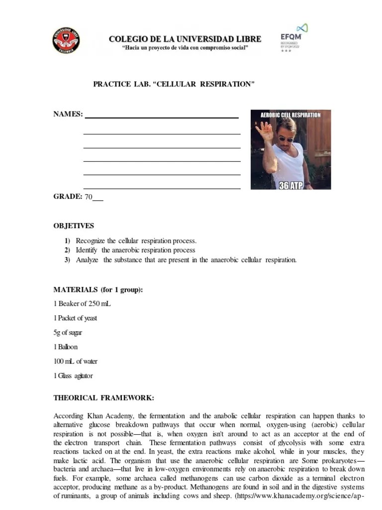 Practice Lab Respiration | PDF | Cellular Respiration | Chemistry