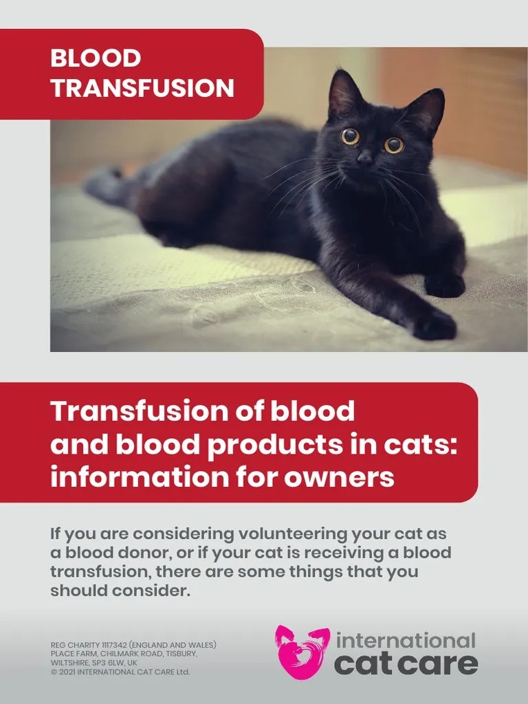 Blood Transfusion Cat Carer Guide PDF Blood Donation Blood